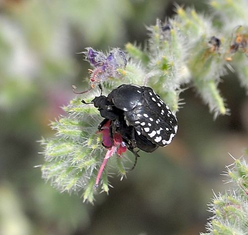 Oxythyrea dulcis  - isola di Rodi